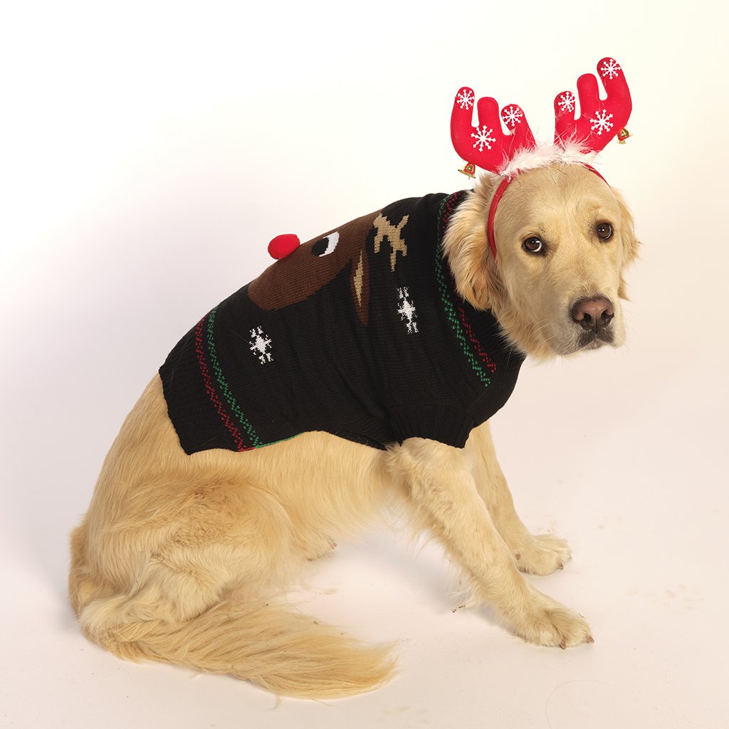 En ljus hund som bär en svart jultröja.